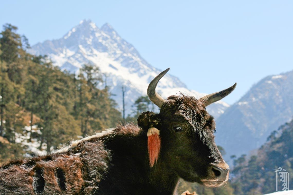Ein Yak, der die Ohrverzierungen trägt, die seinen Besitz von einem Monpa-Dorf in der Himalaya-Region im Nordosten Indiens zeigen.